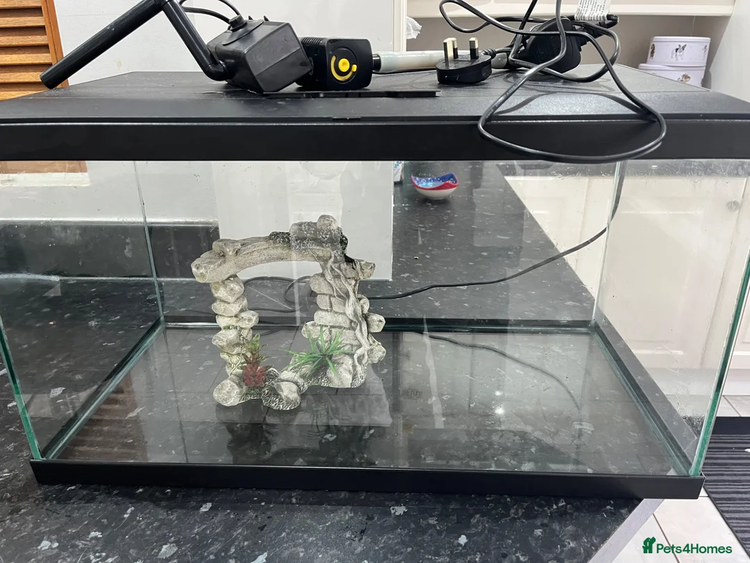 Other/Mixed Breed fish for sale: 60L Fish tank - Advert 3