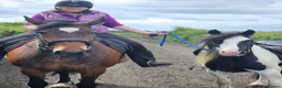 Irish Cob horses for sale: Wonderful cob for sale  - Advert 2