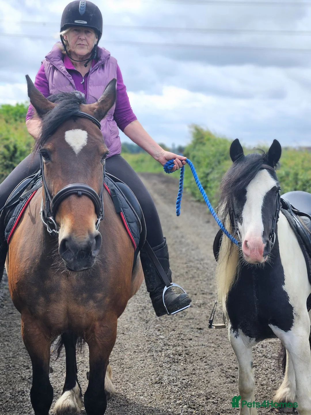 Irish Cob horses for sale: Wonderful cob for sale  - Advert 2