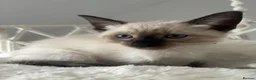 Siamese cats for sale: 7 Siamese Kittens  - Advert 17