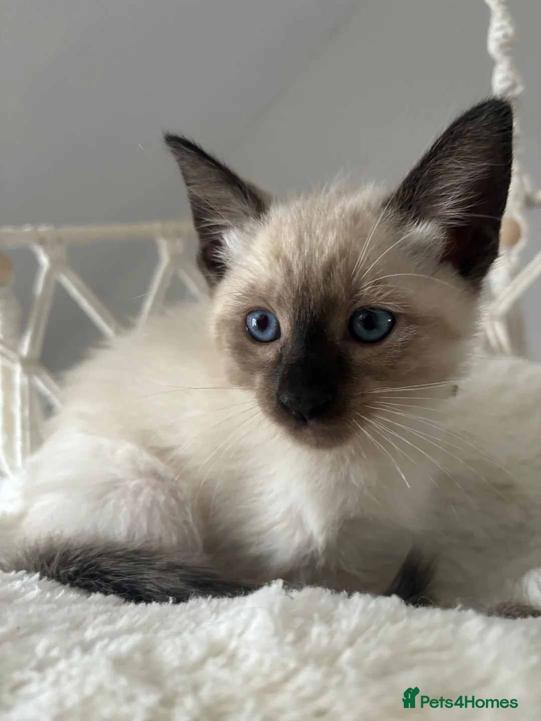 Siamese cats for sale: 7 Siamese Kittens  - Advert 17