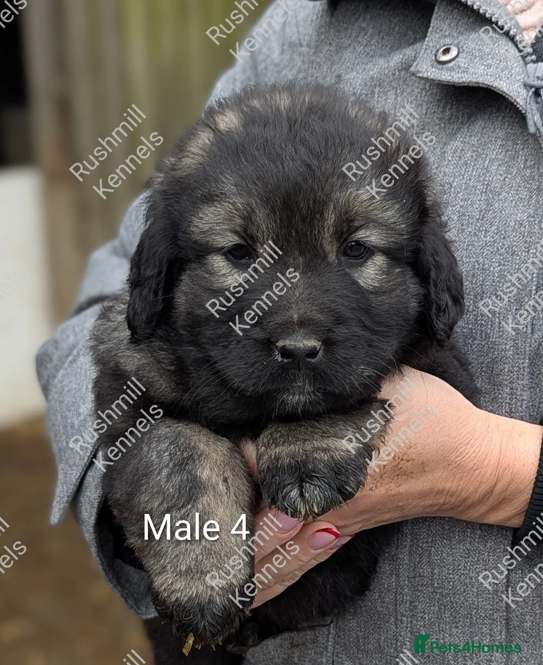 Caucasian Shepherd Dog dogs for sale: Caucasian Shepherd Pups - Advert 8