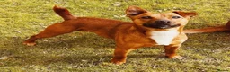 Jack Russell dogs for sale: Jack Russell puppies  in Biggar - Advert 3