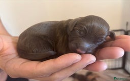 Cockapoo dogs for sale: Cockapoo puppies - Image 6