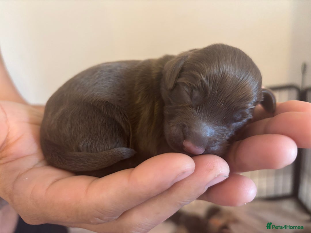 Cockapoo dogs for sale: Cockapoo puppies - Image 6
