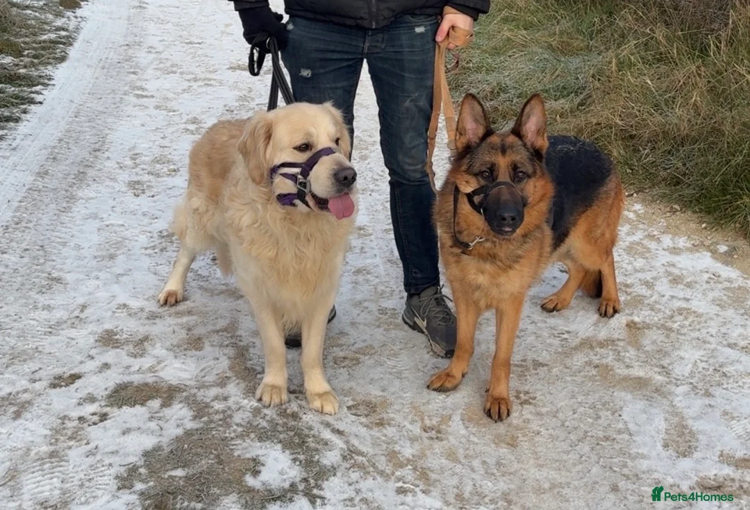 Golden Shepherd dogs for sale: 6 Beautiful Golden Shepherd Girls Available!  - Advert 12