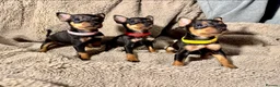 Miniature Pinscher dogs for sale: Beautiful miniature pinscher puppies  - Advert 11