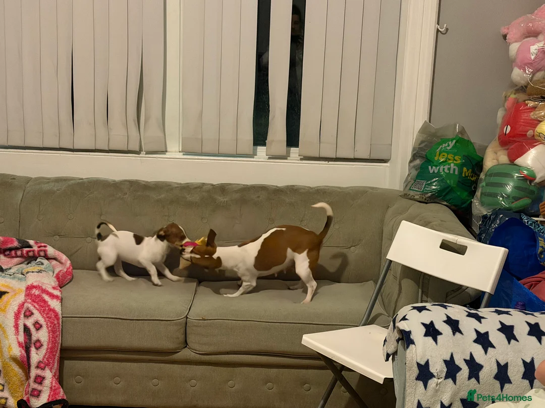 Jack Russell dogs for sale: Stunning Miniature Jack Russell Puppies!!! - Advert 4