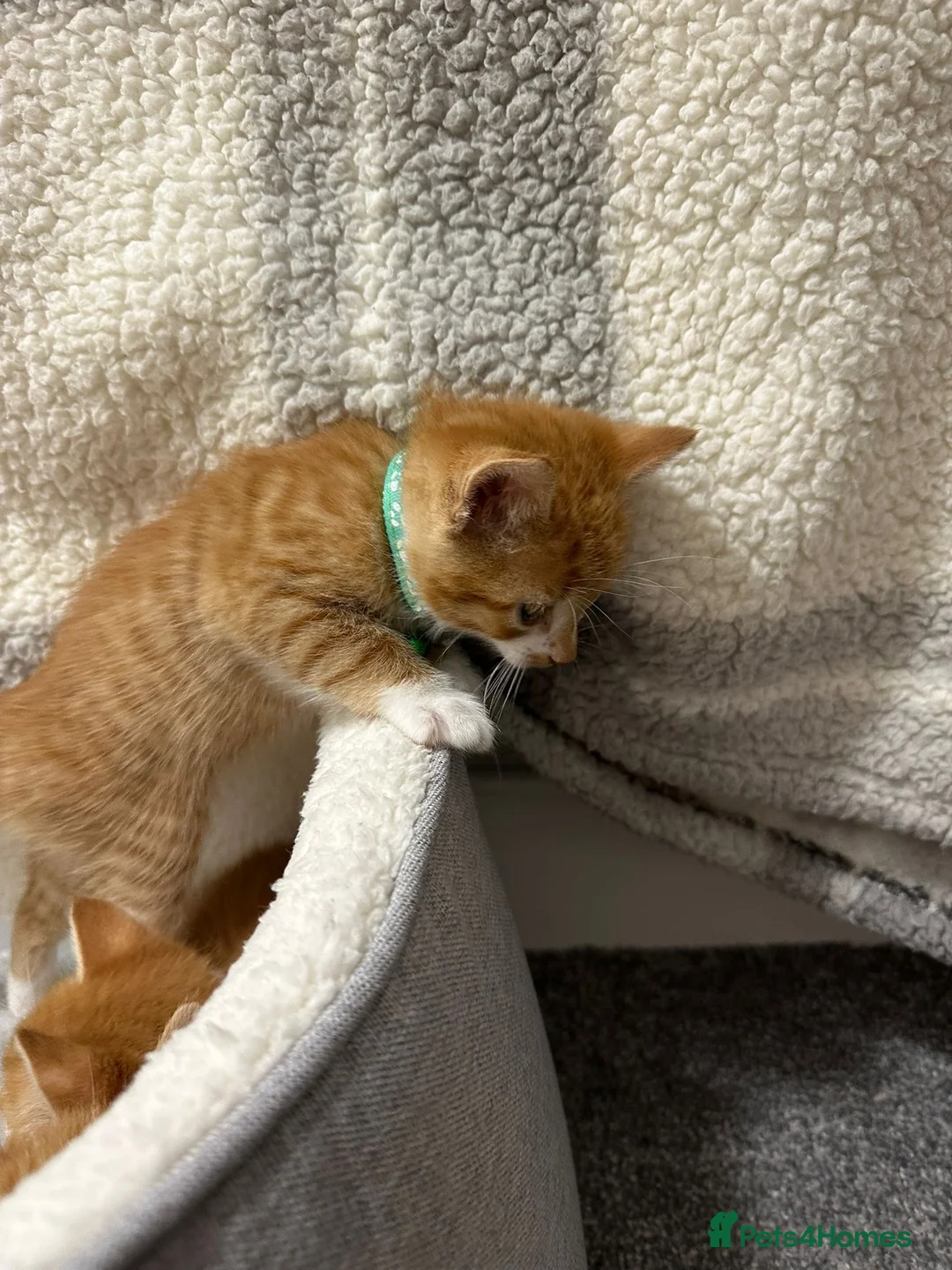 Mixed Breed cats for sale: 4 Adorable Ginger Kittens - Advert 4