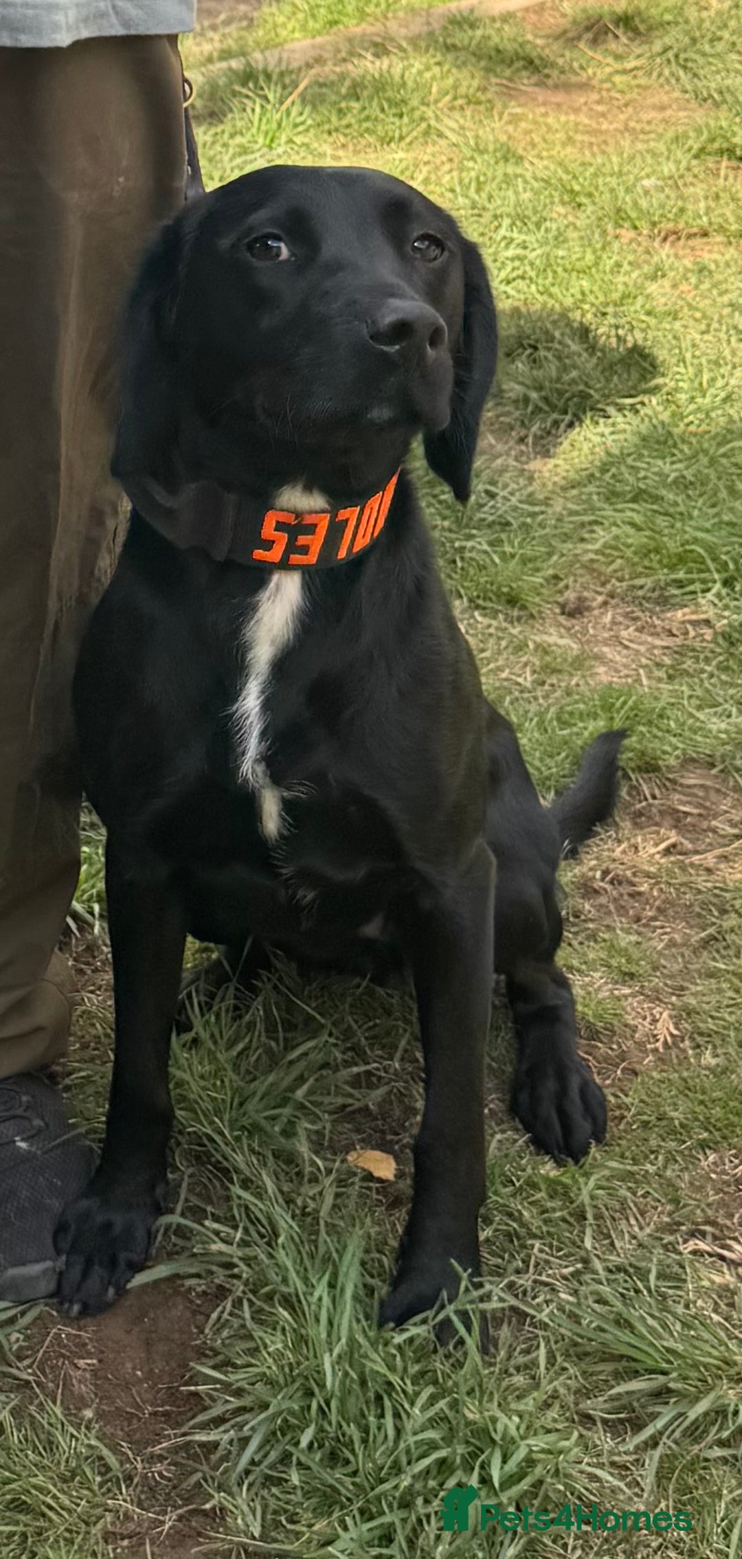 Mixed Breed dogs for sale: Labrador X for sale  - Image 2