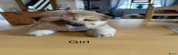 Chow Chow dogs for sale: Beautiful chow and Merle puppies. - Advert 5