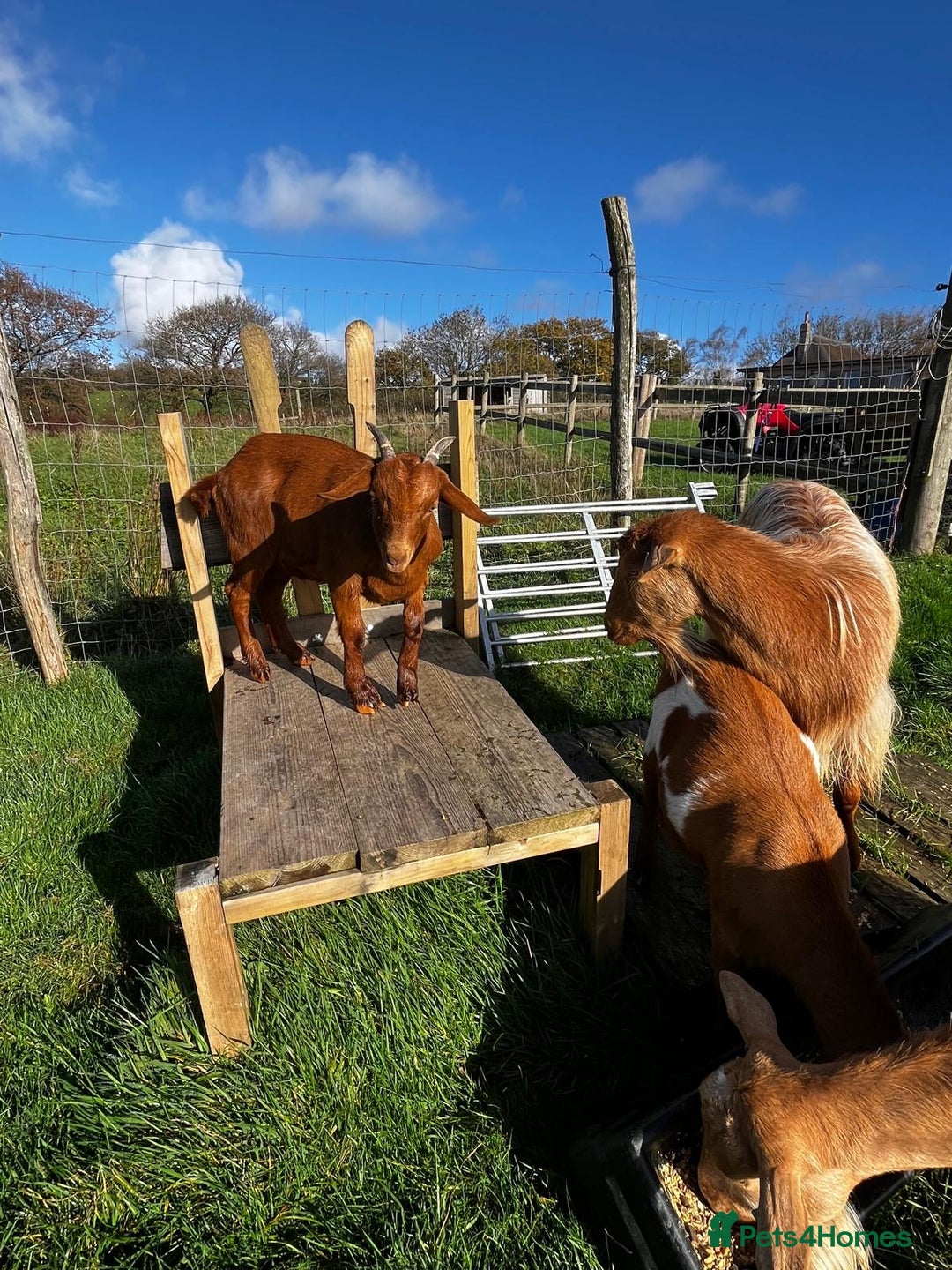 Goats livestock for sale: Family of Golden Guernsey goats - Advert 3