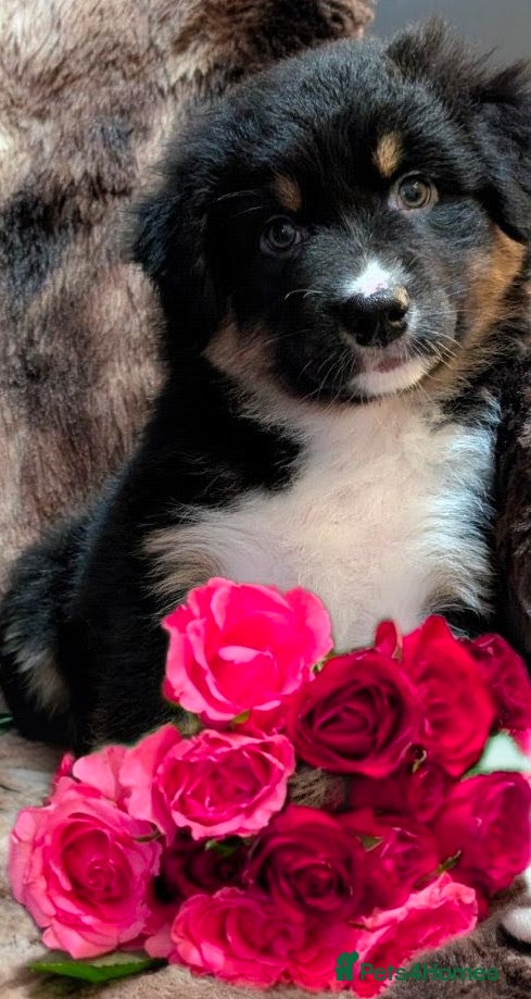 Australian Shepherd dogs Australian shepherd puppies  - Advert 10