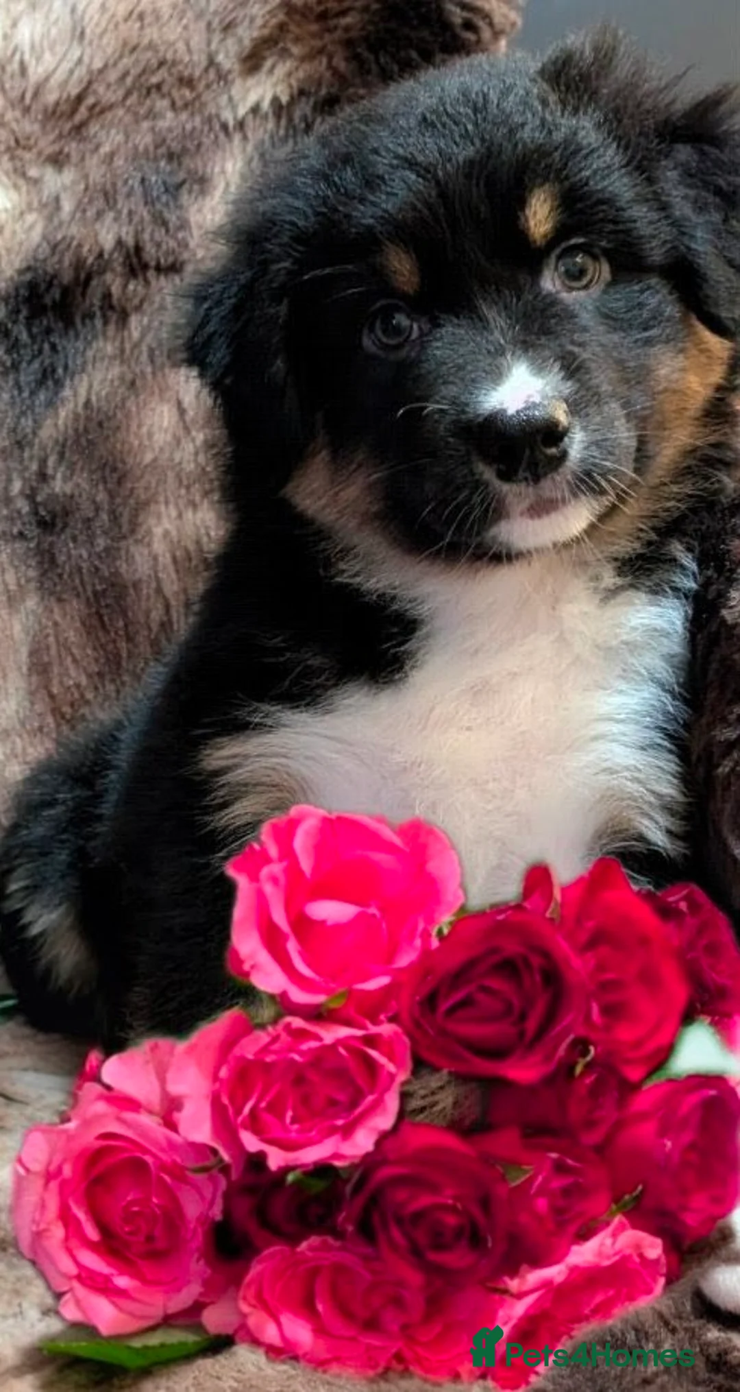 Australian Shepherd dogs for sale: Australian shepherd puppies  - Advert 1