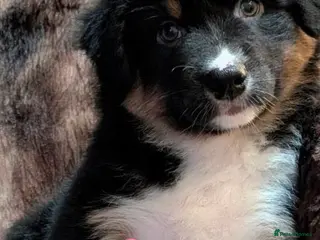 Australian Shepherd dogs Australian shepherd puppies - Advert 10