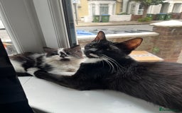Mixed Breed cats for sale: 6 beautiful and playful kittens for sale SE London - Image 6