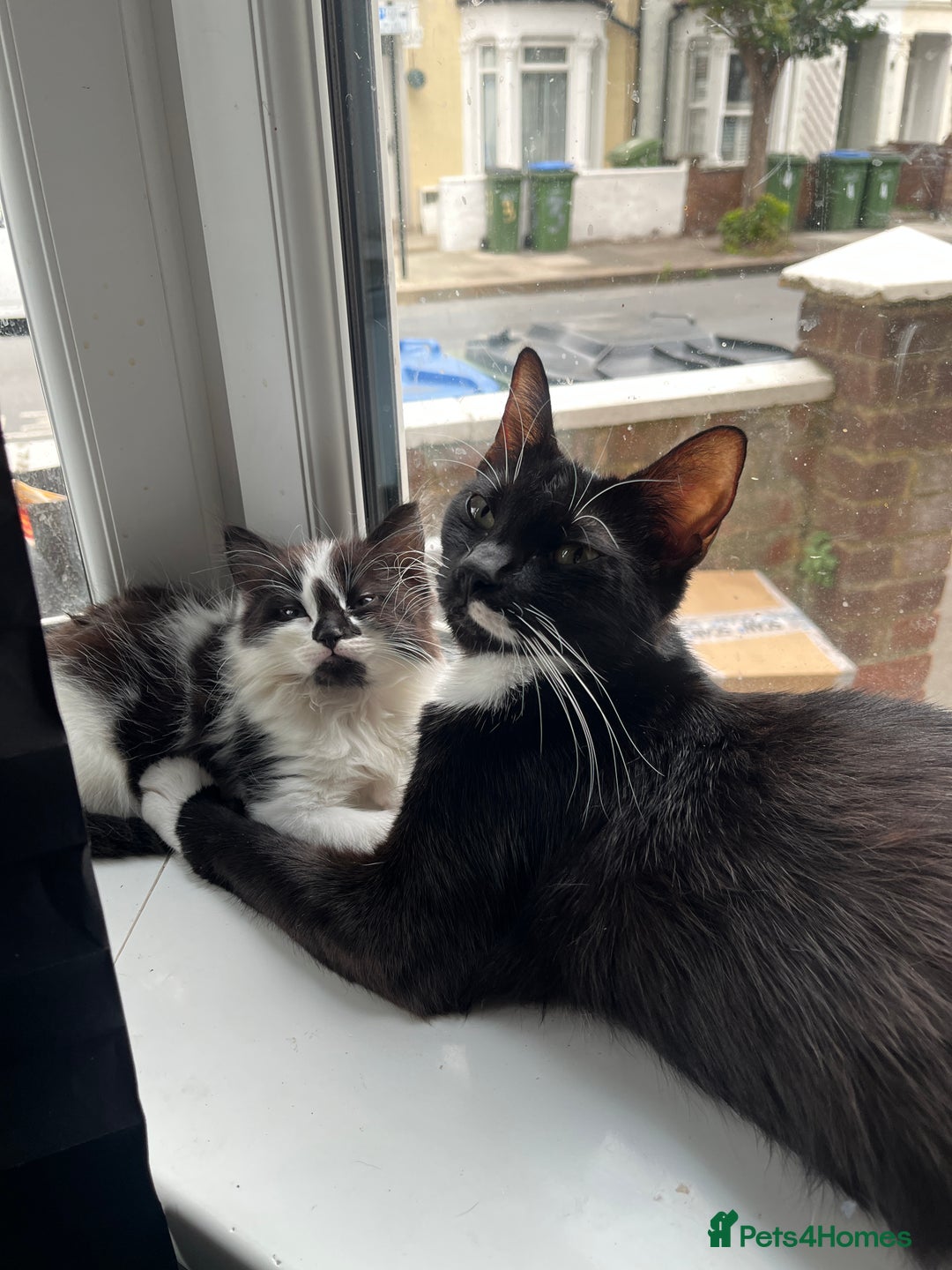 Mixed Breed cats for sale: 6 beautiful and playful kittens for sale SE London - Image 6