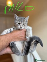 British Shorthair cats Beautiful British Shorthair Kittens - Ready Now - Advert 8