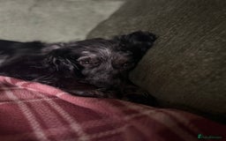Cocker Spaniel dogs for sale: Merle Cocker Spaniel - Image 2
