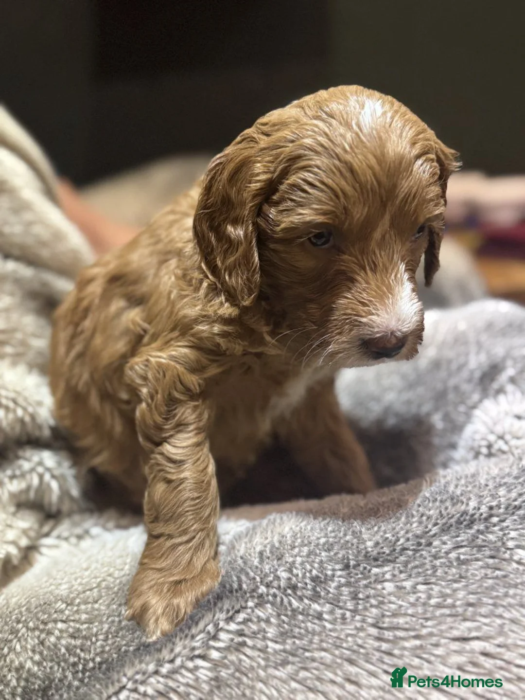 Cockapoo dogs for sale: Beautiful Cockapoo Puppies – 2 Boys, 2 Girls. in Bath - Advert 5