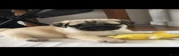 Pug dogs for sale: Fawn and black pug ready now in Liverpool - Advert 12
