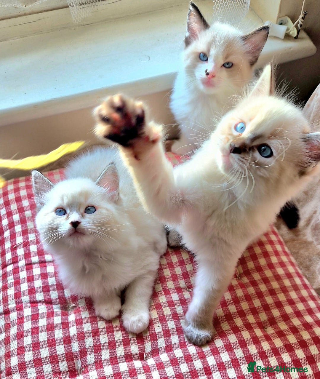 Ragdoll cats for sale: Ragdoll kittens - Advert 3