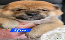 Japanese Shiba Inu dogs for sale: Gorgeous Shibas  - Image 3