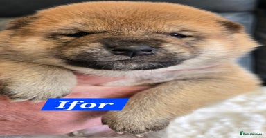 Japanese Shiba Inu dogs - Advert 6