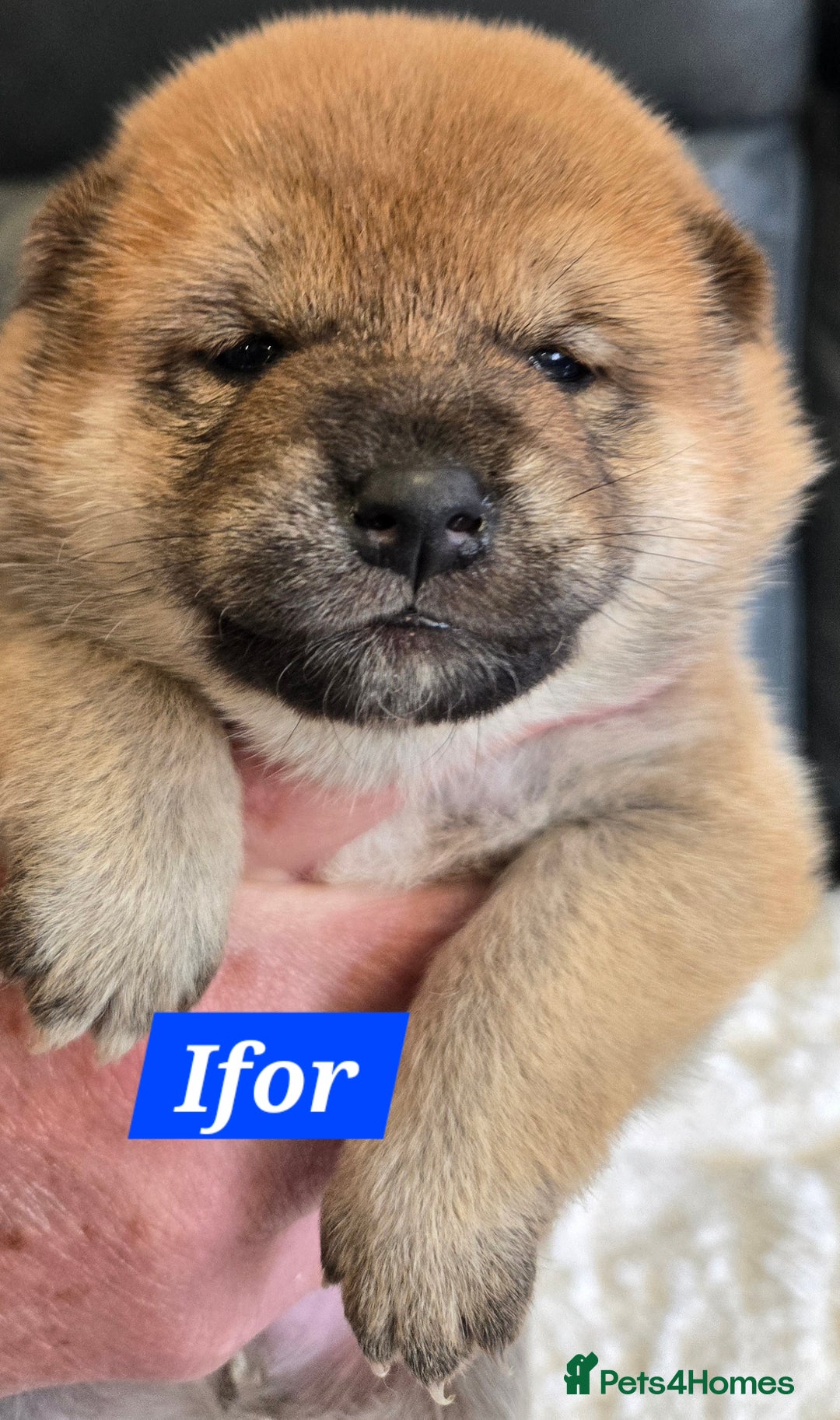 Japanese Shiba Inu dogs for sale: Gorgeous Shibas  - Image 3