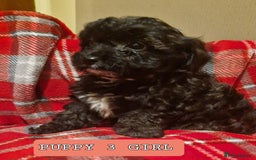 Shihpoo dogs for sale: 6 Georgeous Shipoo Teddy pups - Image 5