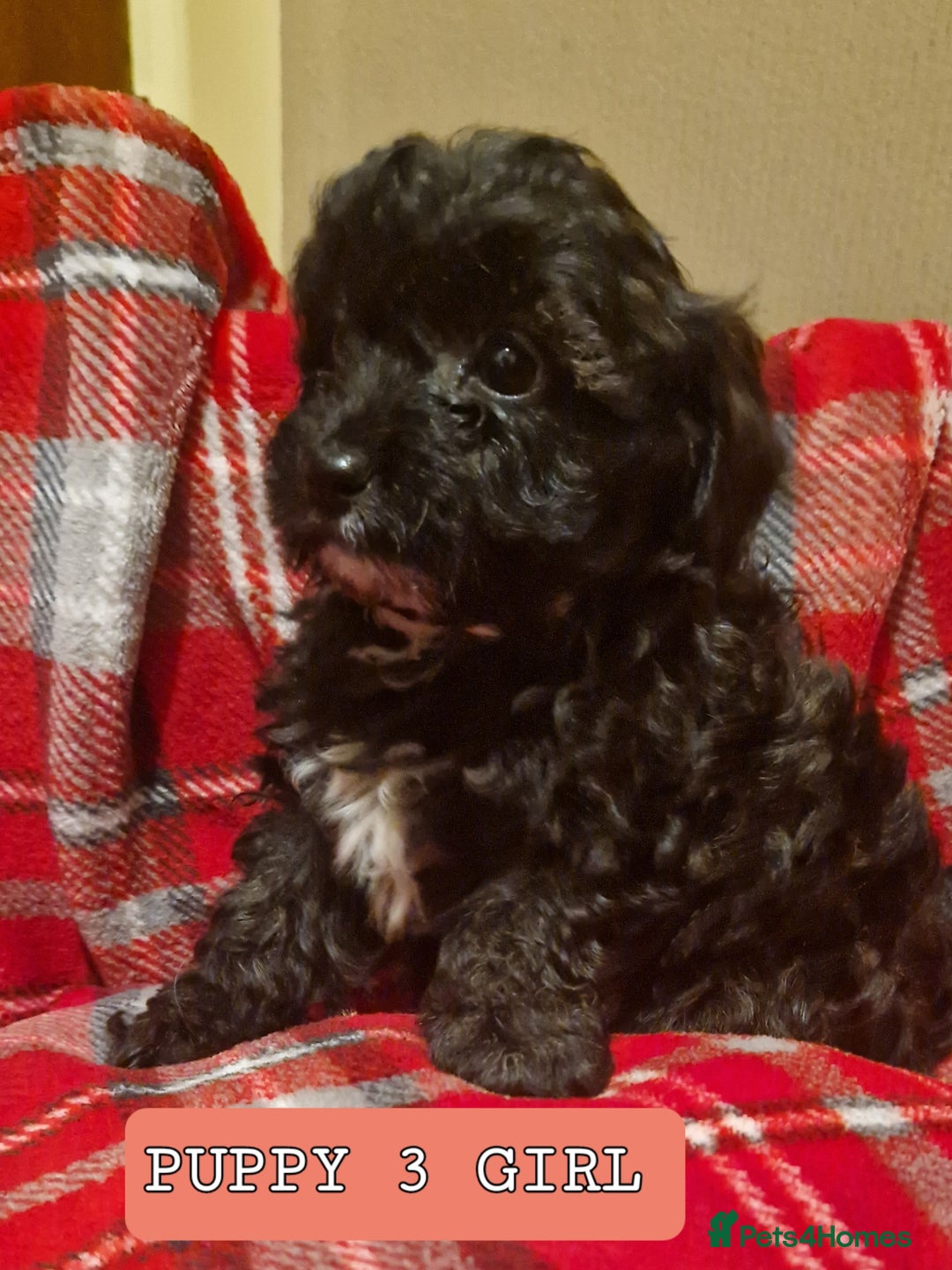 Shihpoo dogs for sale: 6 Georgeous Shipoo Teddy pups - Image 5