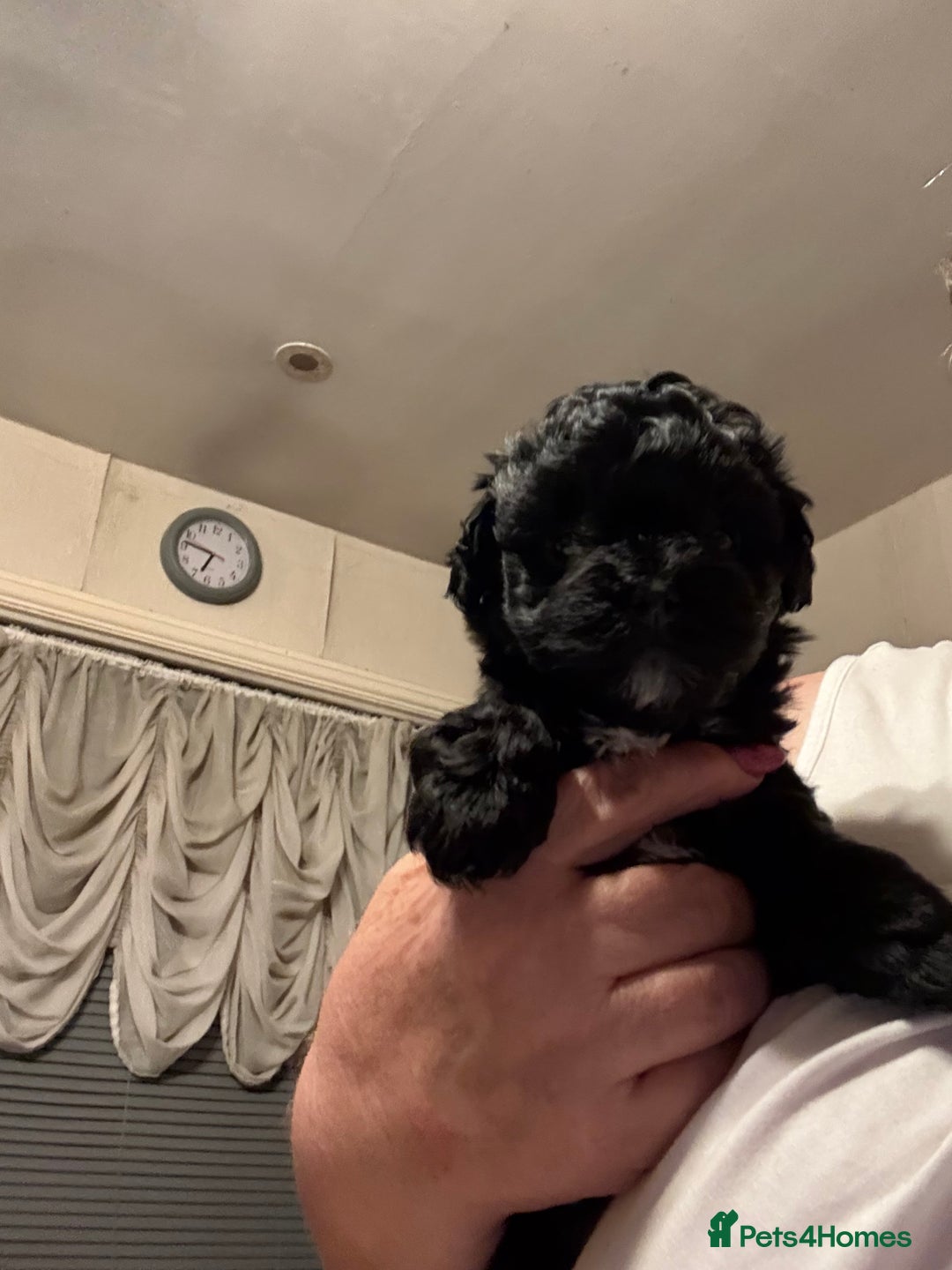 Maltipoo dogs for sale: TINY MALTIPOOS - Image 9