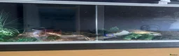 Python Snake reptiles for sale: Pied Royal Python & Full Setup – £400 ONO in Eastbourne - Advert 8