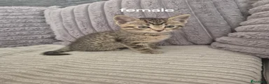 Domestic Shorthair Kitten 3
