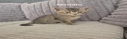 Domestic Shorthair cats for sale: Kittens ready for new homes  - Advert 5
