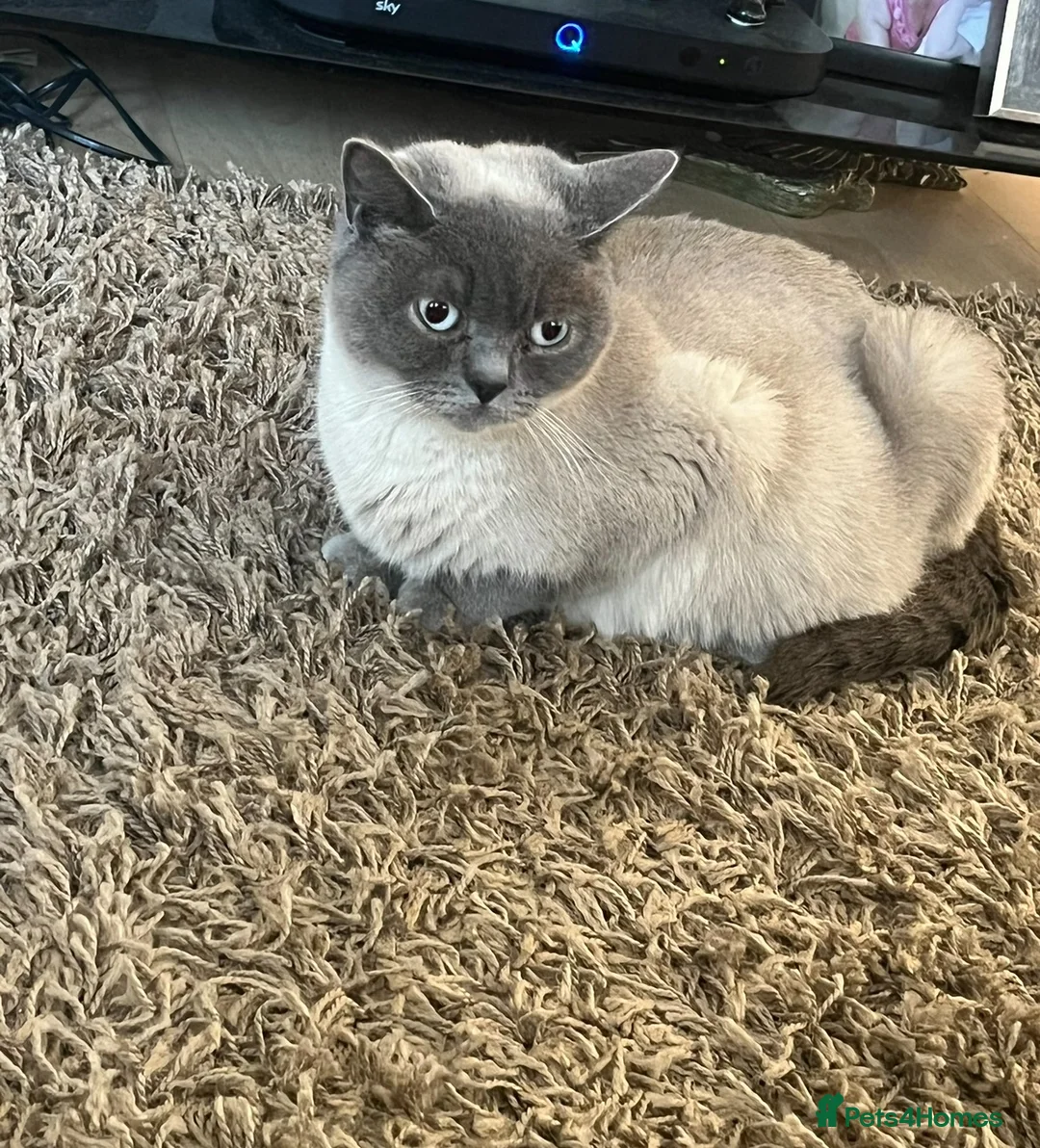 British Shorthair cats for sale: Colour point female - Advert 2