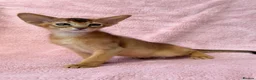 Abyssinian cats for sale: Gorgeous Abyssinian ruddy girls🤎❤️ - Advert 21