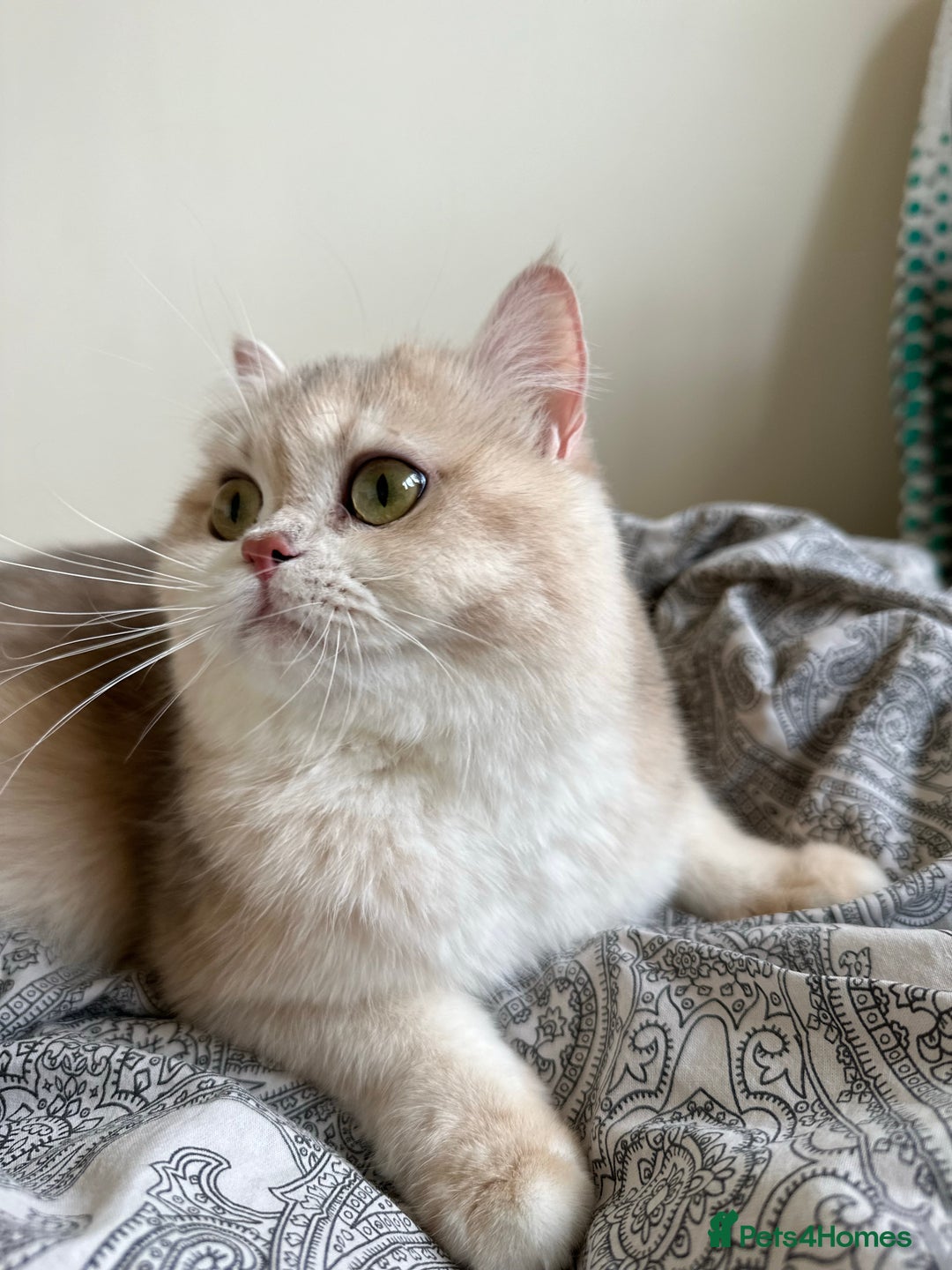 British Shorthair cats for sale: GCCF reg Active BSH Blue Gold Female for Breeding - Advert 12