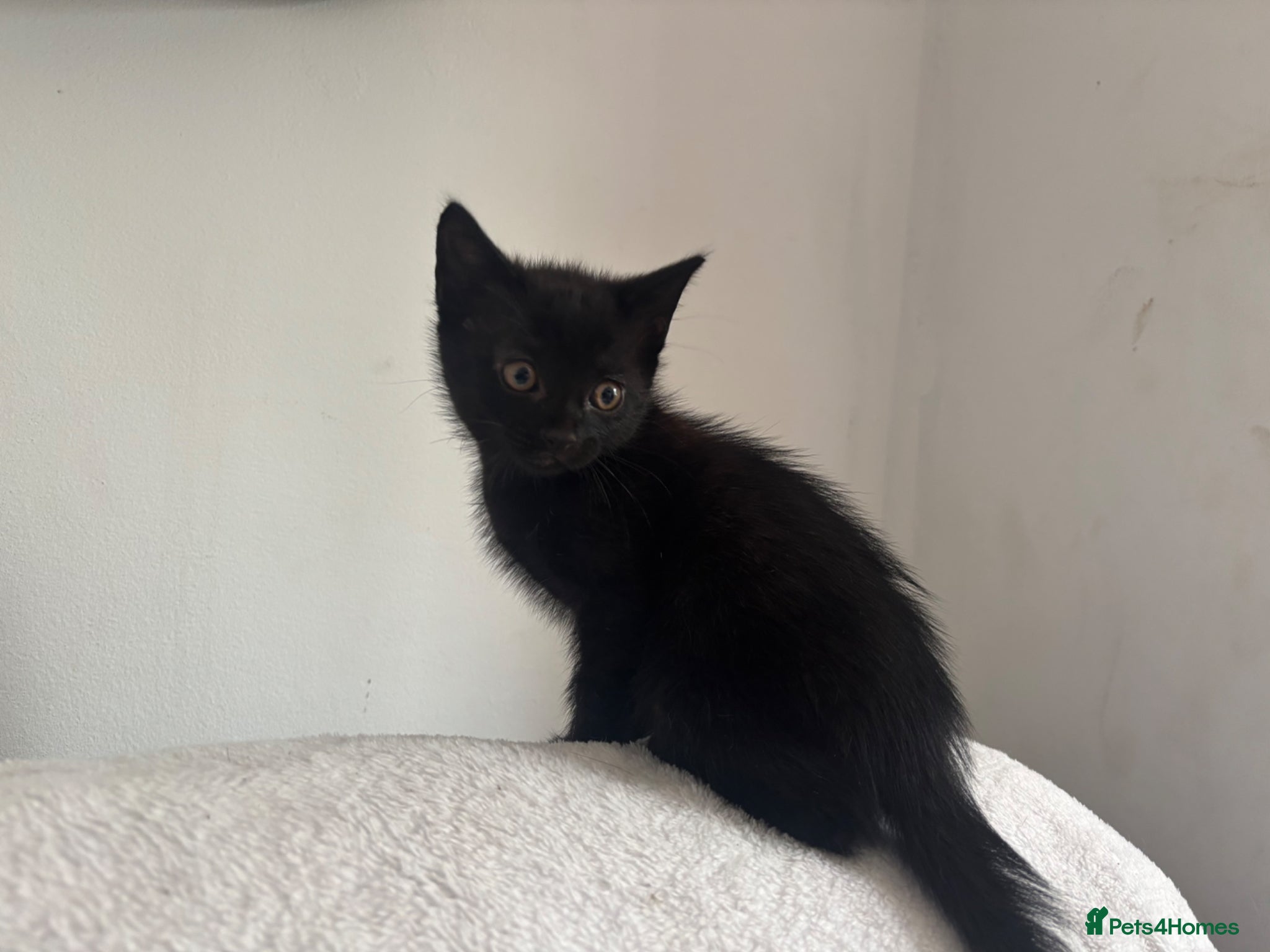 Mixed Breed cats for sale: Mixed breeed - Advert 1