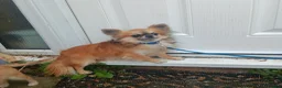 Chihuahua dogs for sale: Long coat chihuahua  in Bracknell - Advert 1