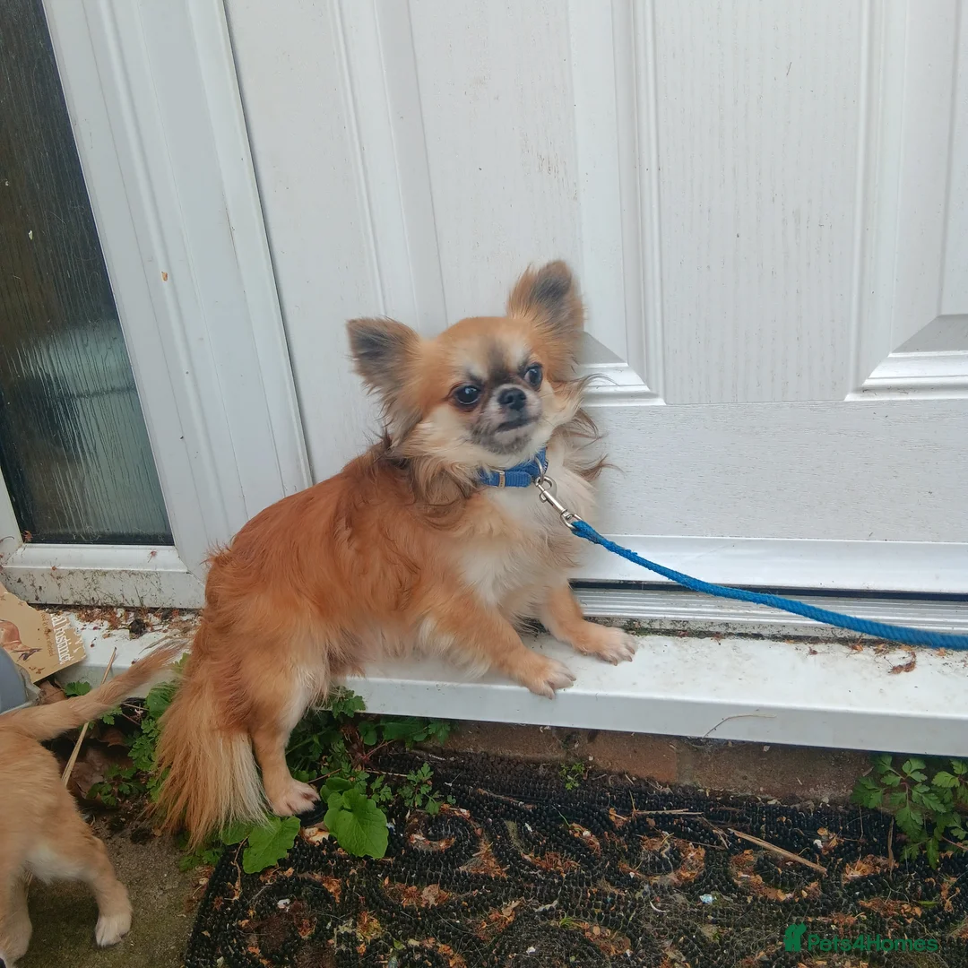 Chihuahua dogs for sale: Long coat chihuahua  in Bracknell - Advert 1