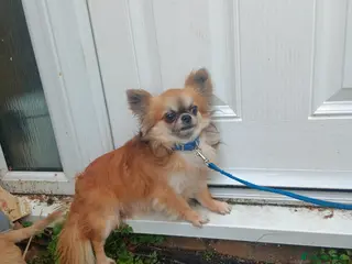 Chihuahua dogs Long coat chihuahua - Advert 5