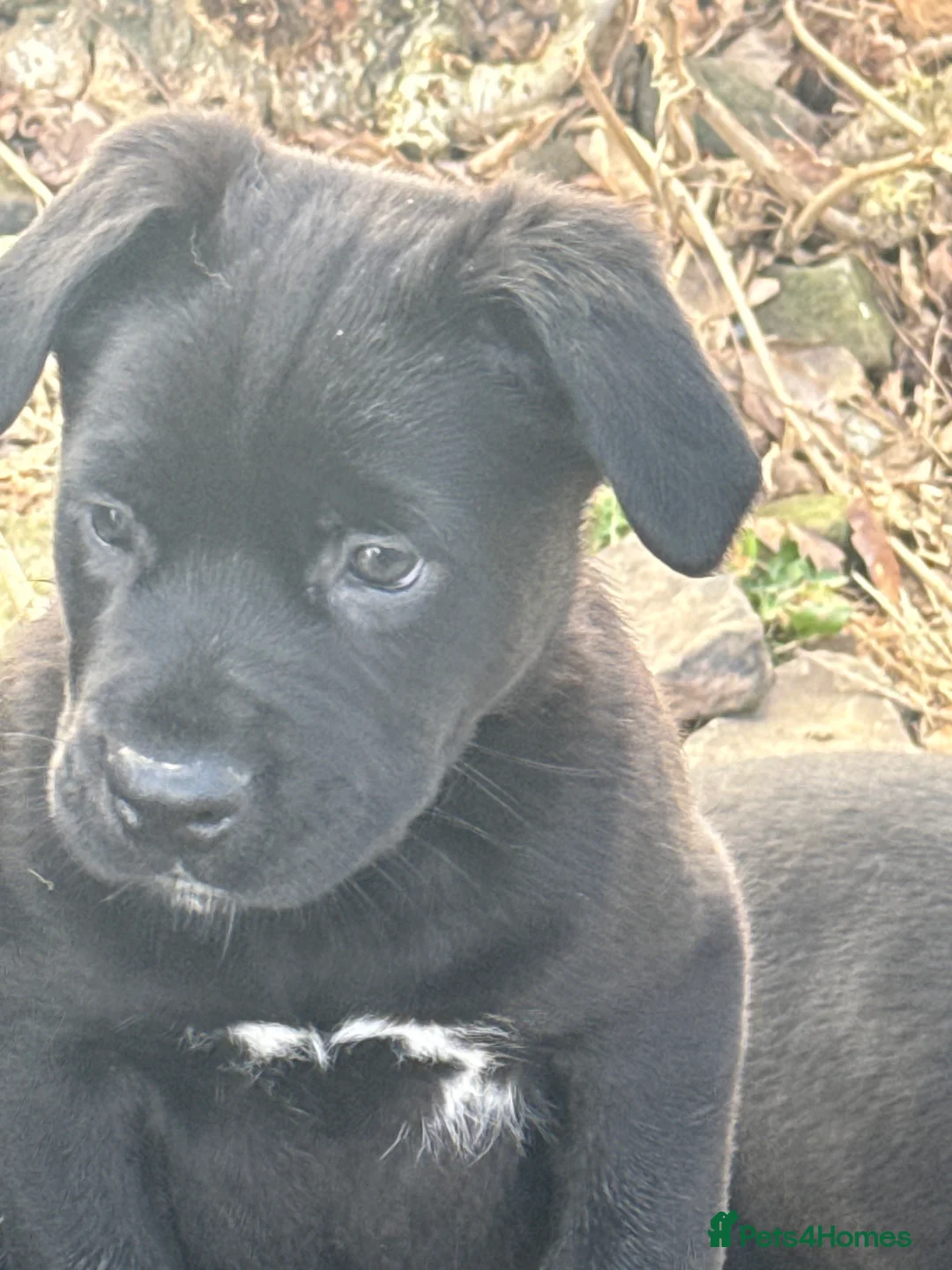 Mixed Breed dogs for sale: Beautiful friendly cane Corso crosses  - Advert 2