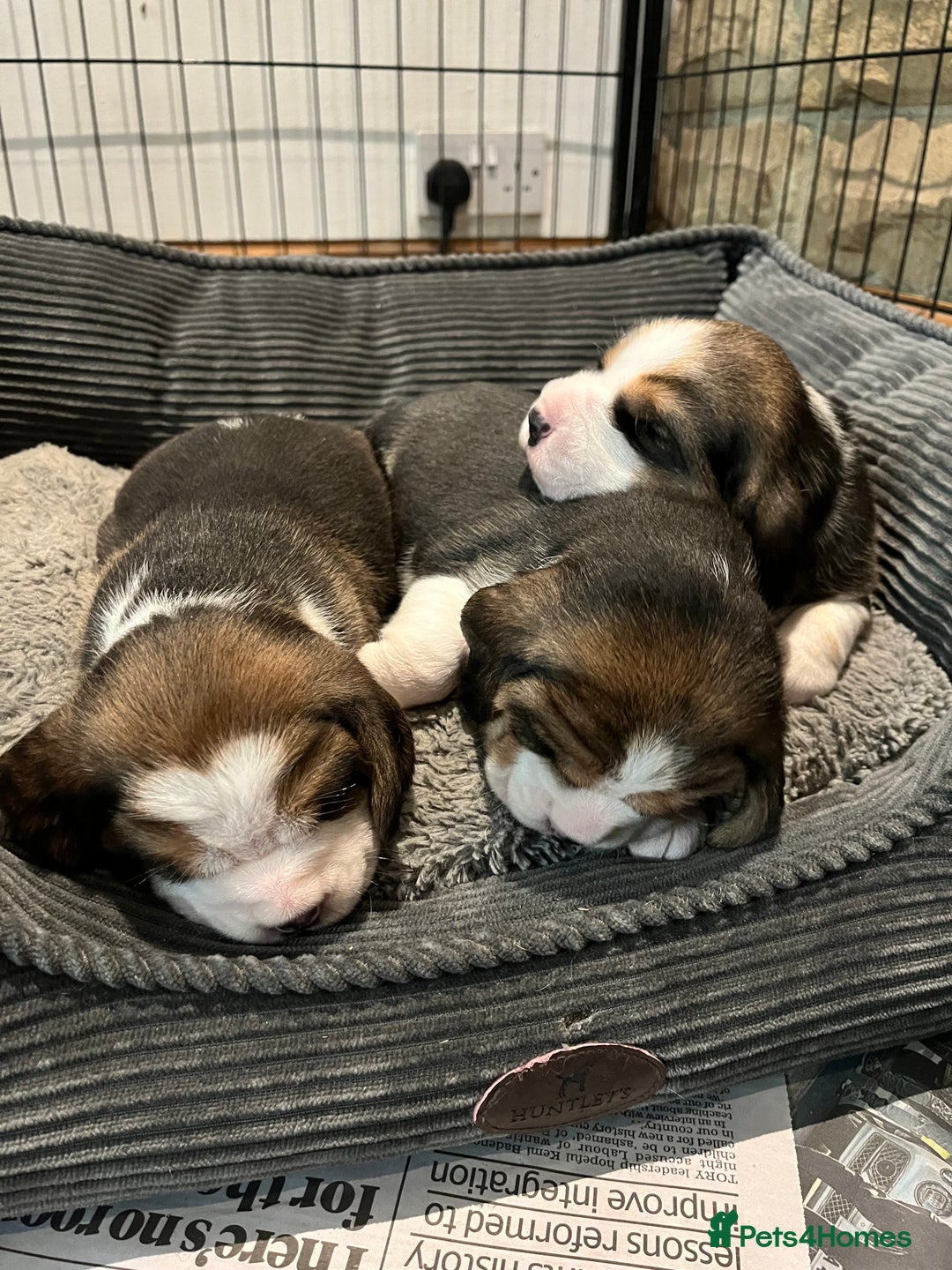 Beagle dogs for sale: Champion Bred Puppies (KC Reg) - Advert 9