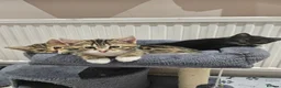Domestic Shorthair cats for sale: Adorable kittens -Hayling island  - Advert 7