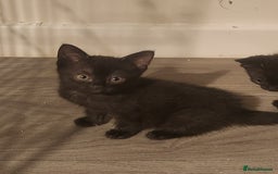 Mixed Breed cats for sale: Adorable black kitten - Image 1