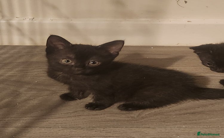 Mixed Breed cats - Advert 3