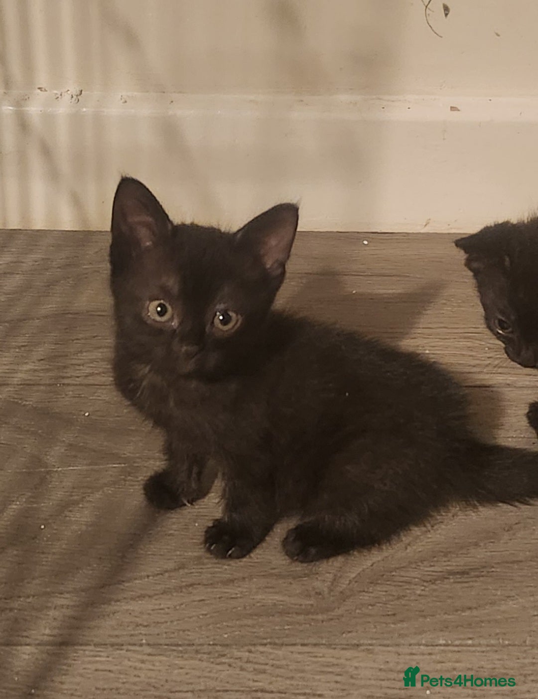 Mixed Breed cats for sale: Adorable black kitten - Image 1