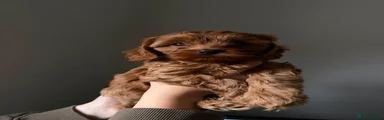 Cavapoo 1