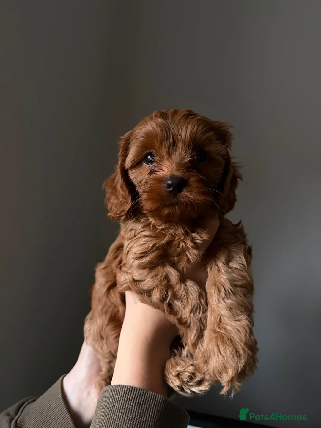 Cavapoo dogs for sale: Cavapoo F2  - Advert 8